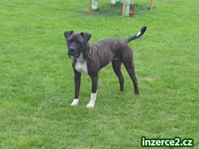 Americký bandog - nabídka feny