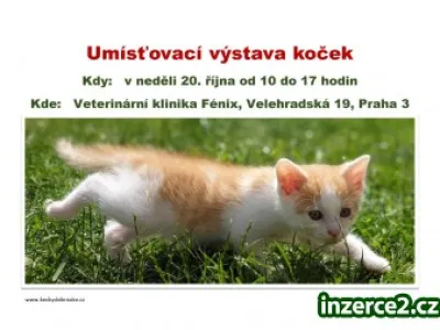 Umísťovací výstava koček v Praze 3