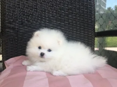 Štěňata pomeraniana