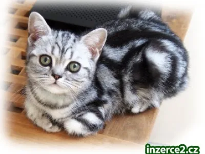Britská  "whiskas" koťátka s PP
